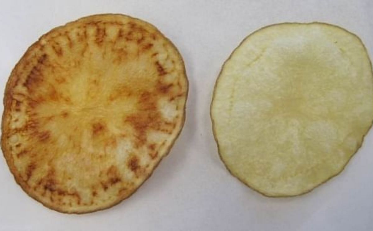 Zebra Chip disease symptoms (Source: TAMU) Zebra Chip disease symptoms (Source: TAMU)