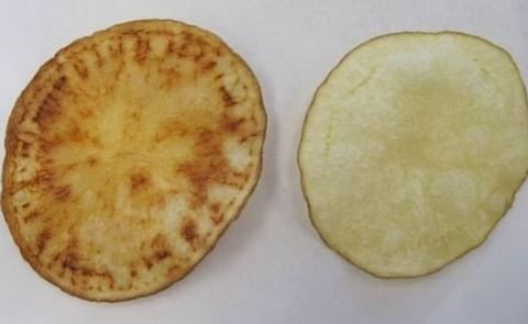 AUSVEG: Downplaying Zebra chip risk is a dangerous game AUSVEG: Downplaying Zebra chip risk is a dangerous game