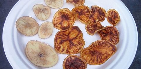 zebrachip symptoms in fried potatoes