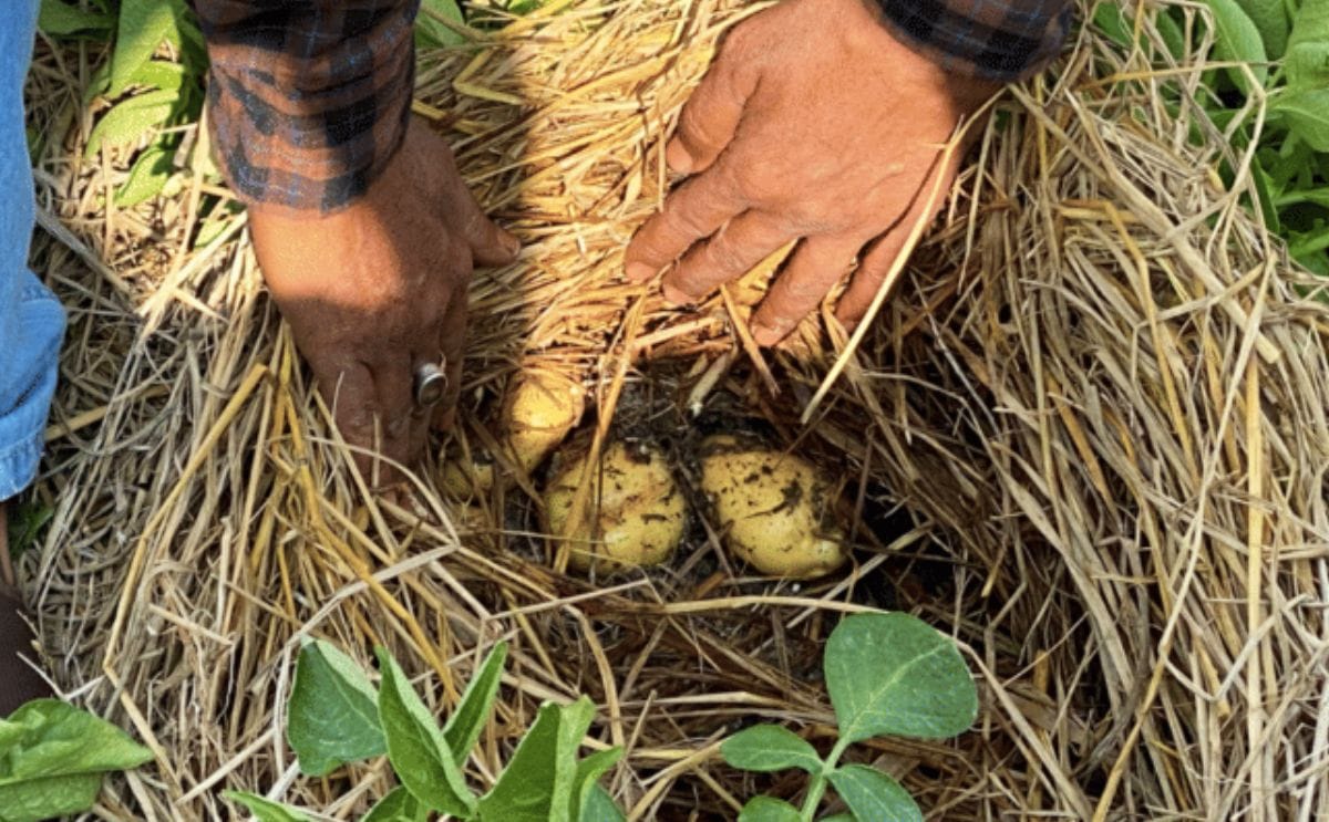 Potato production through zero-tillage with straw mulch (PZTM)