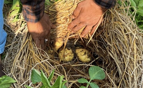 Potato production through zero-tillage with straw mulch (PZTM) Potato production through zero-tillage with straw mulch (PZTM)