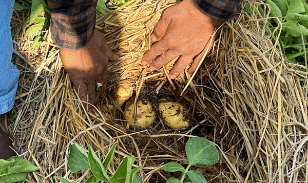 Potato production through zero-tillage with straw mulch (PZTM)