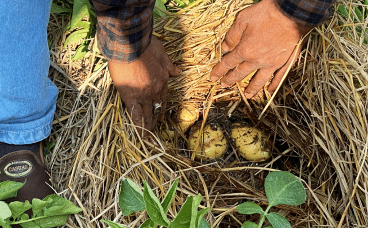 Potato production through zero-tillage with straw mulch (PZTM)