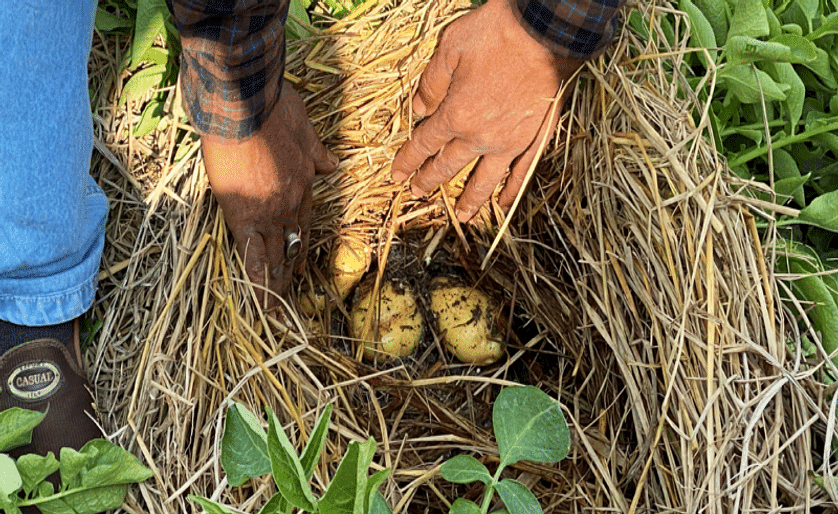 Potato production through zero-tillage with straw mulch (PZTM)