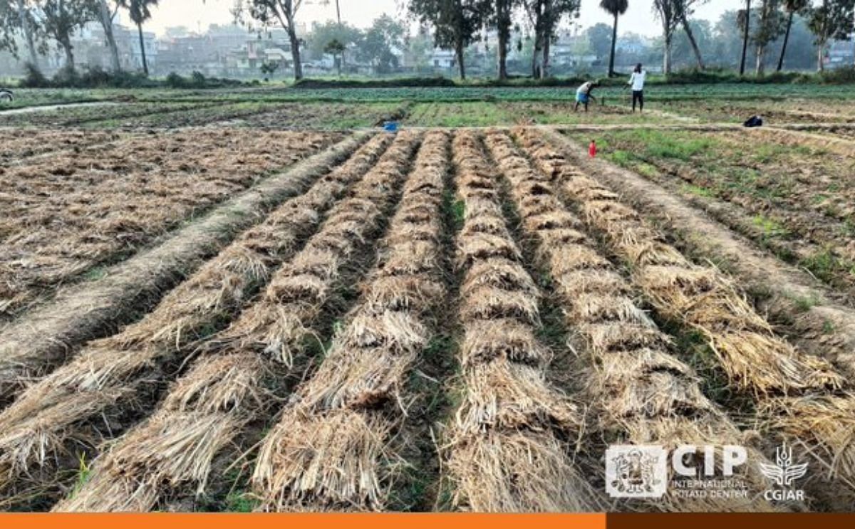 CIP Introduces Zero Tillage Potato Farming Innovation In India ...