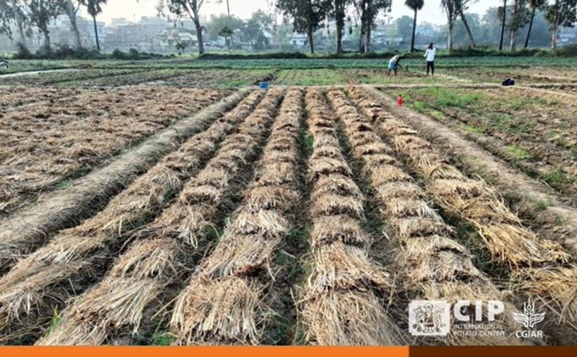 Zero Tillage Potato Production Zero Tillage Potato Production