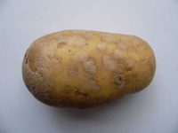 Aardappel met Zilverschurft