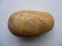 Aardappel met Zilverschurft