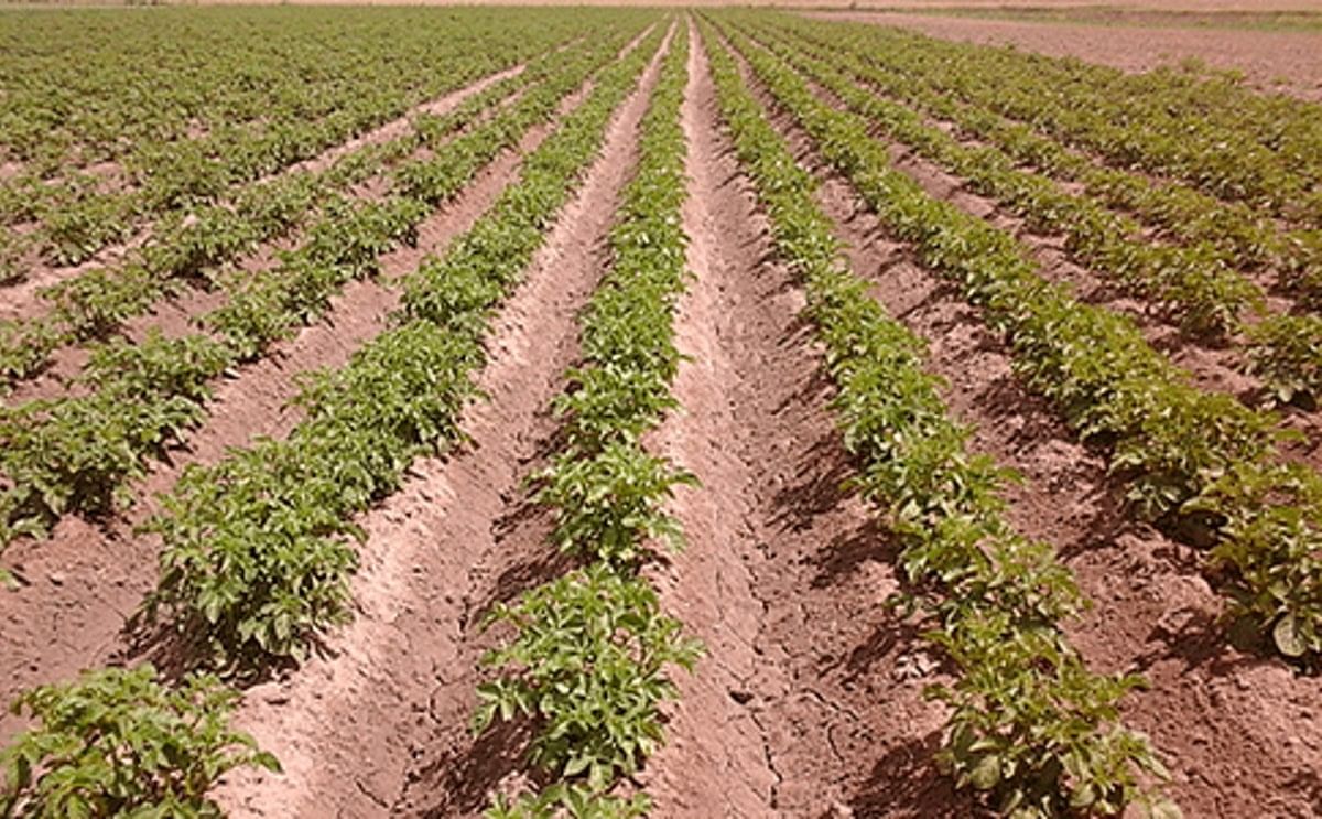El cultivo de papa renace en zona del sur de Buenos Aires El cultivo de papa renace en zona del sur de Buenos Aires