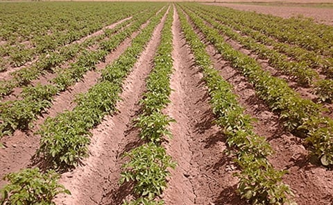 El cultivo de papa renace en zona del sur de Buenos Aires El cultivo de papa renace en zona del sur de Buenos Aires