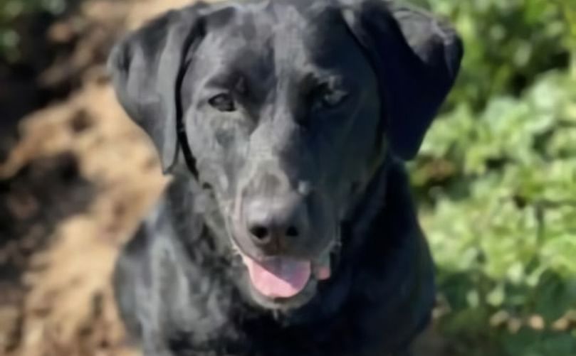 Zora, a black Labrador retriever, can detect infected potato tubers and plant materials. 